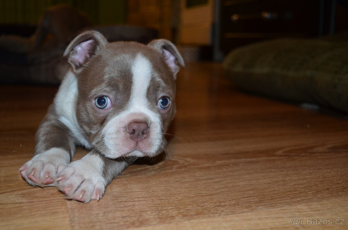 Bostonský teriér s PP Lilac - 6