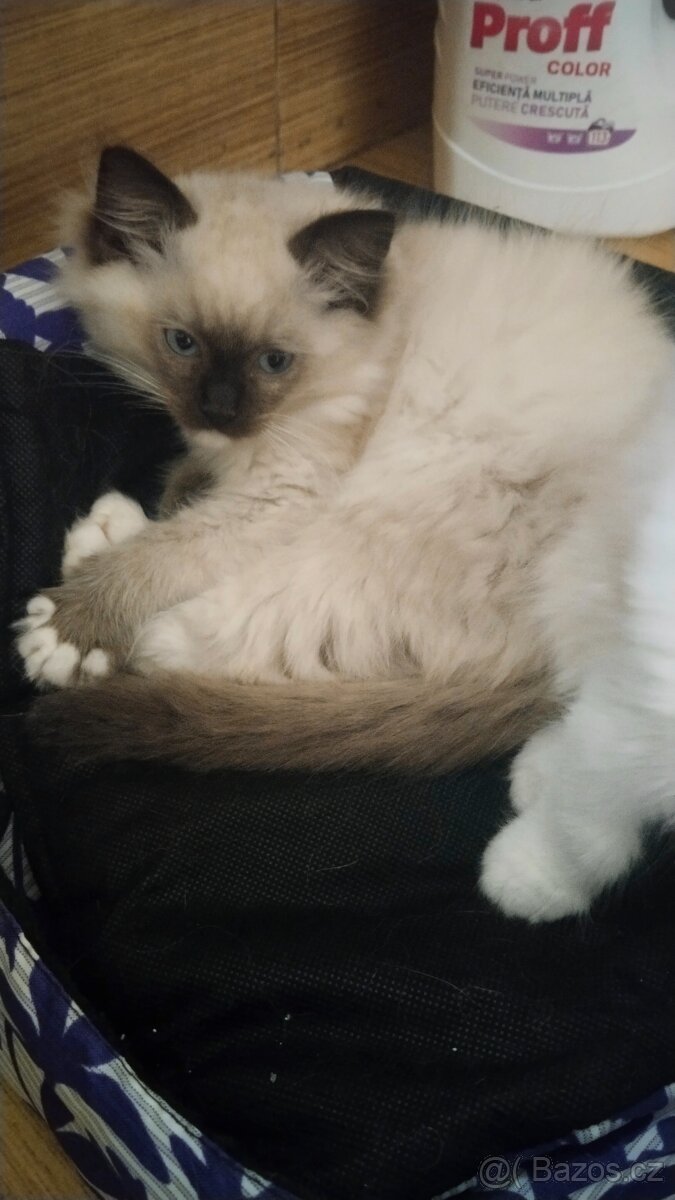 Ragdoll kotatka ( kocourci) - 6
