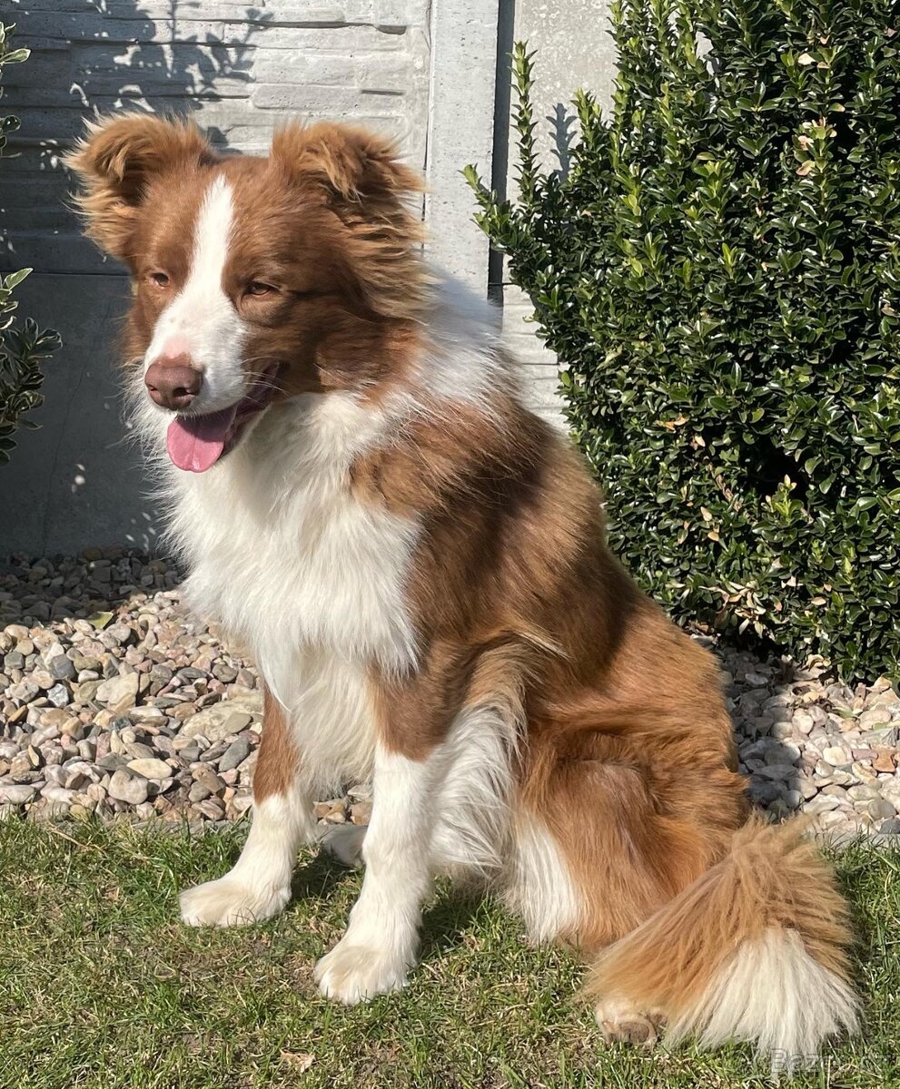 Border kolie s PP hnědo bílá a red merle - 6