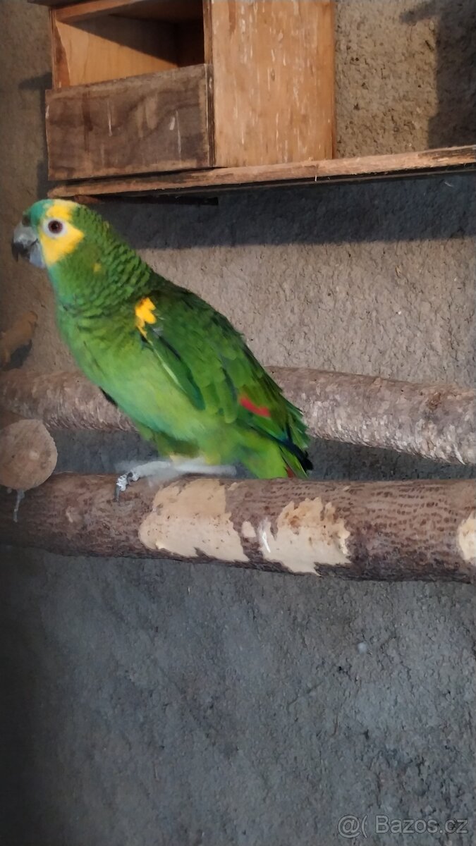 Amazoňan modročelý - 6