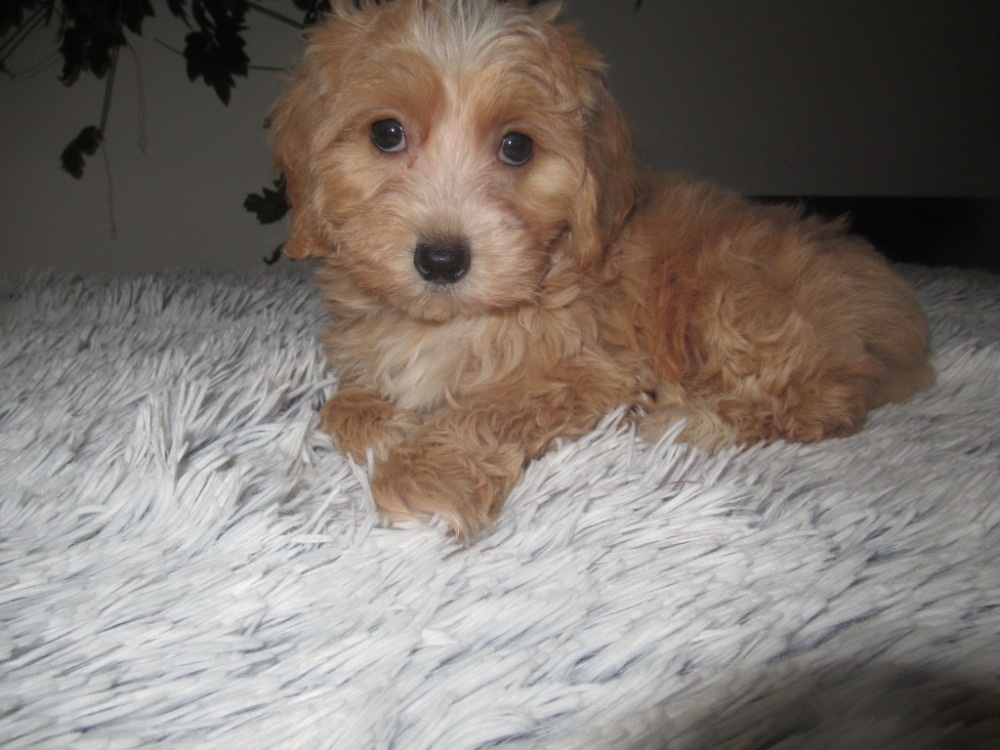 Maltipoo štěňátka - 6