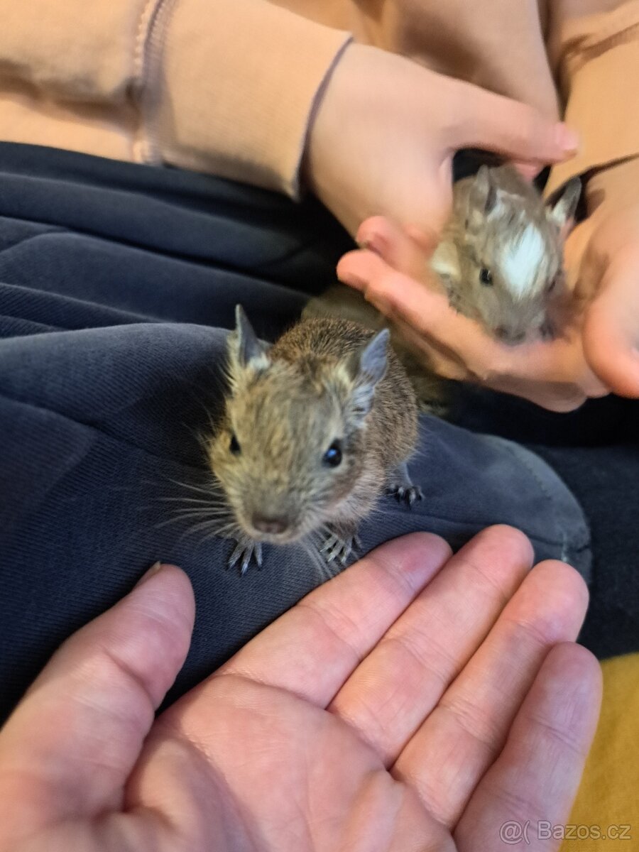 Osmák Degu - 6