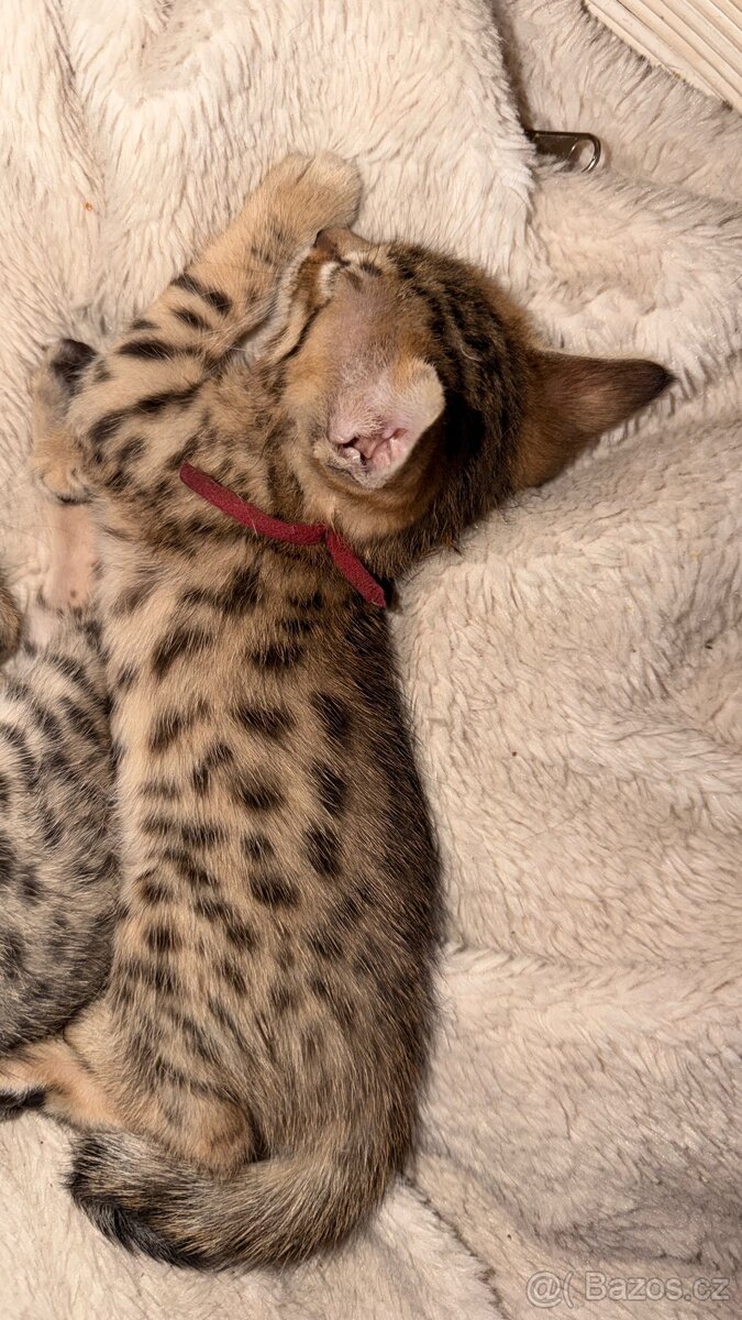 Savannah F6SBT 🐈🐈⬛ - 6