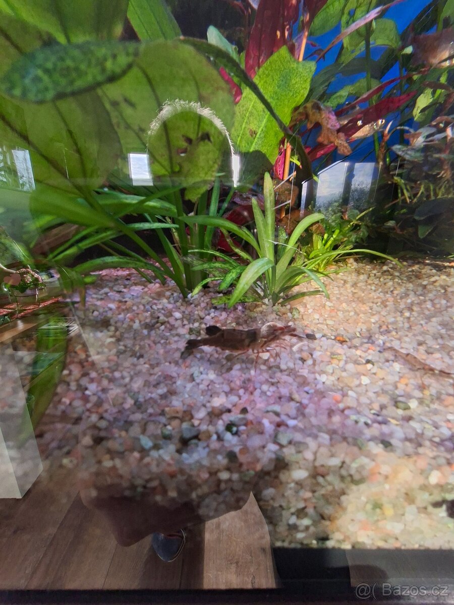 Kreveta čokoládová - 6