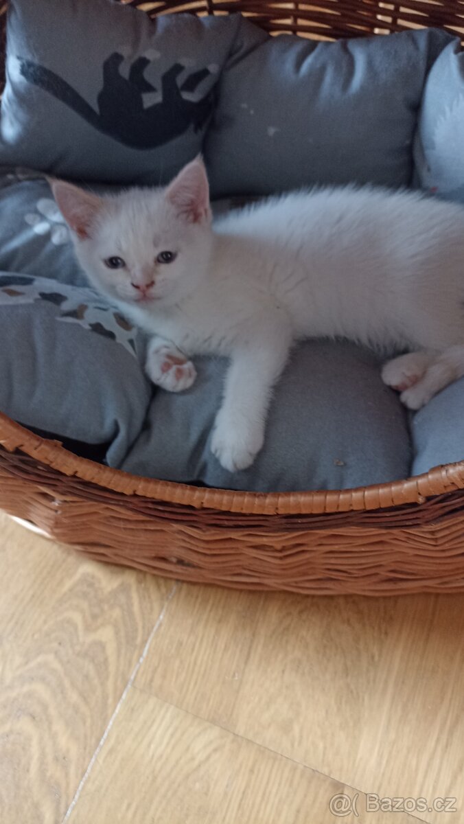 Britská koťátka whiskas a colourpoint - 6