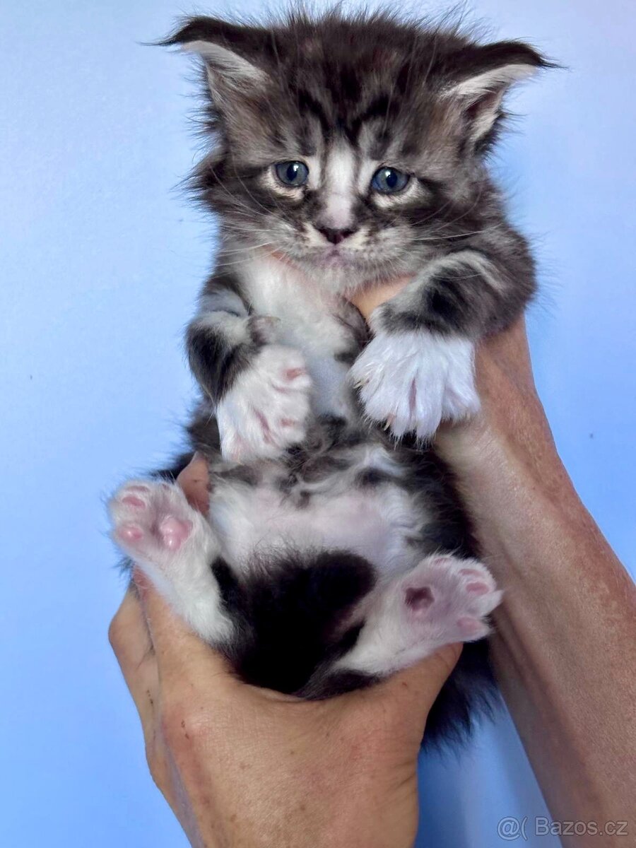 Mainská mývalí kočka- koťata/ Maine coon - 6
