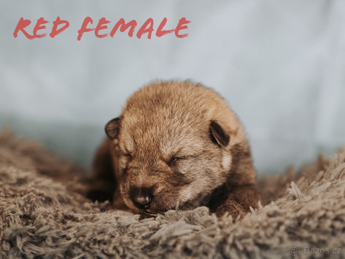 Saarloosův vlčák - prodej - 6