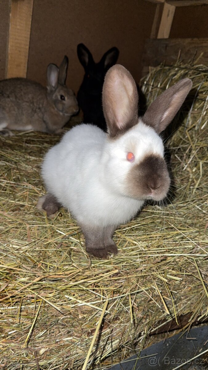 Králíci na prodej - 6