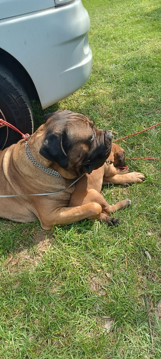 Pes CC bez PP, na krytí - 6