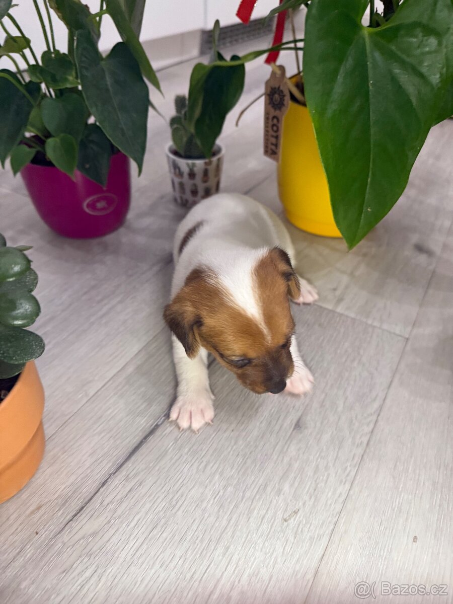 Jack Russel Terier - 6