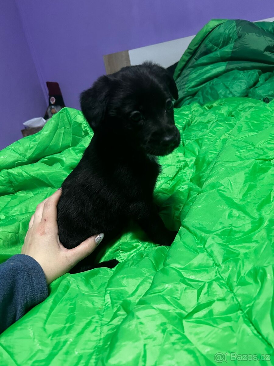Štěňátka - 6