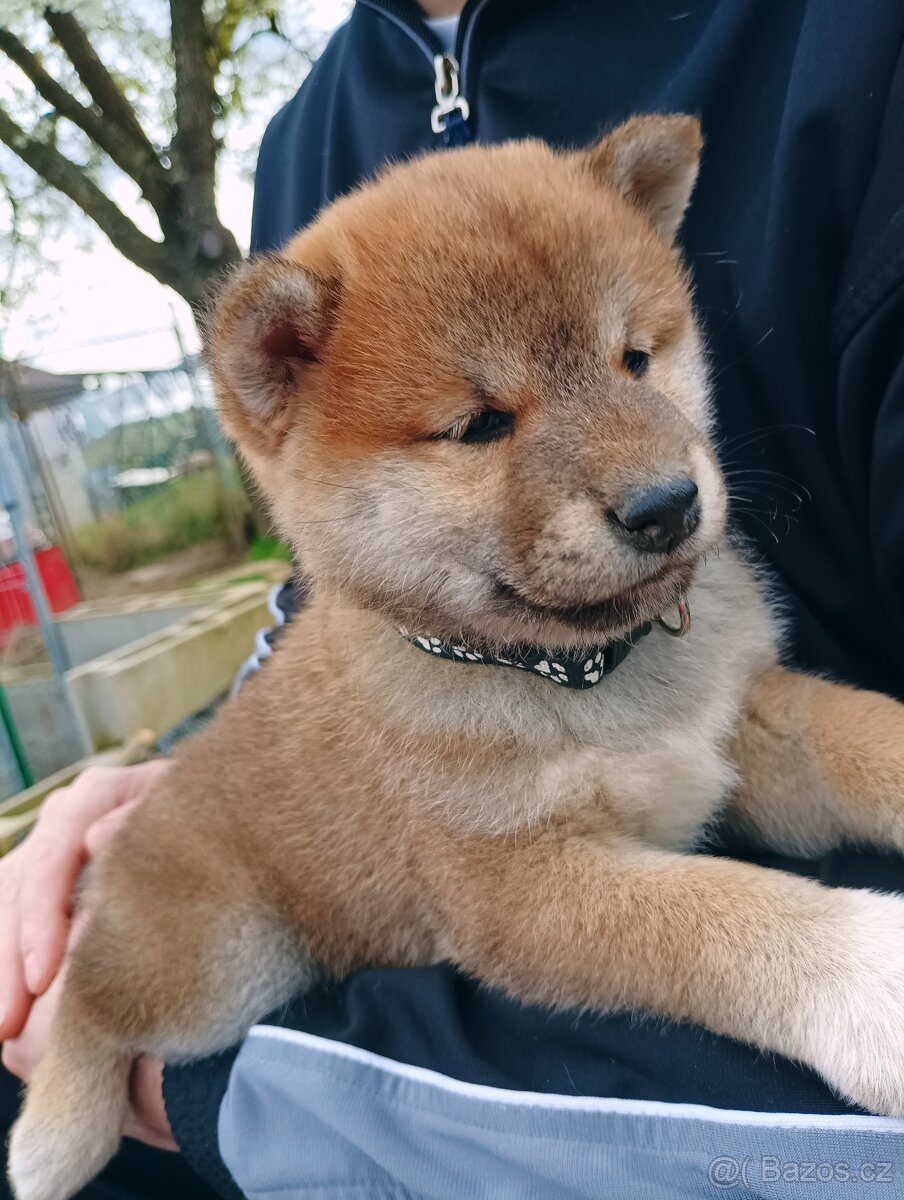 Shiba inu šteniatka - 6