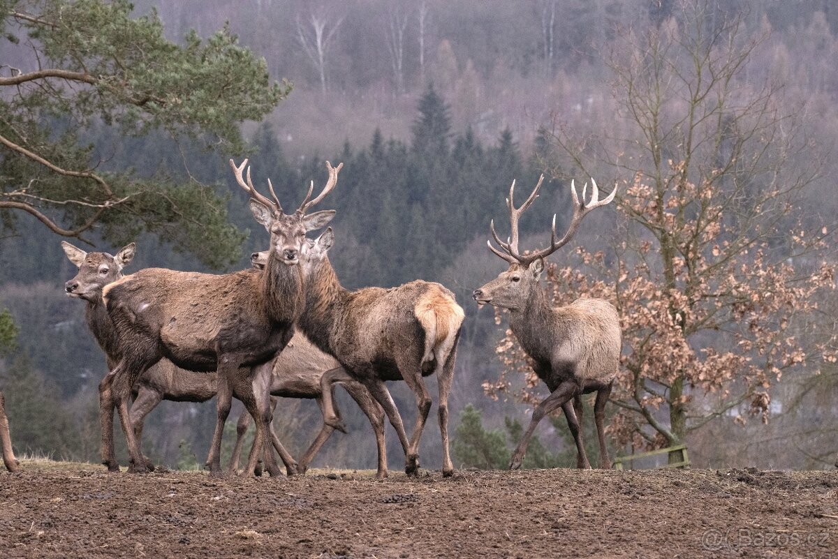LÁNSKÁ OBORA V PROMĚNÁCH ČASU - 6