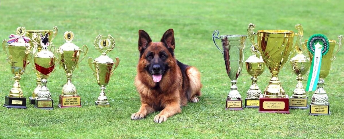 Německý ovčák s PP - 6