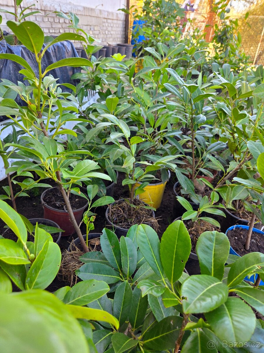 Bobkovišně (pro krásný živý plot) - 6