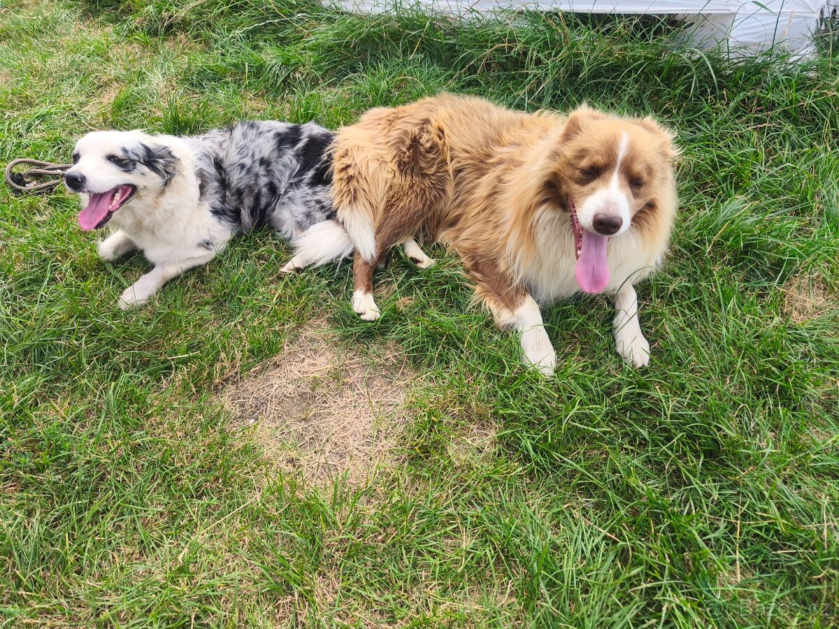 Border kolie bez PP - 6