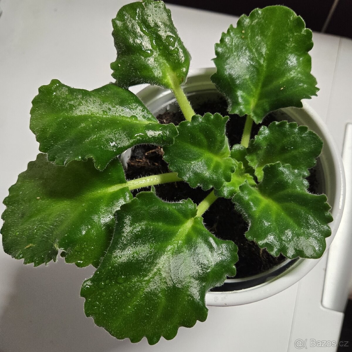 Fialka "curly" bílá - 6