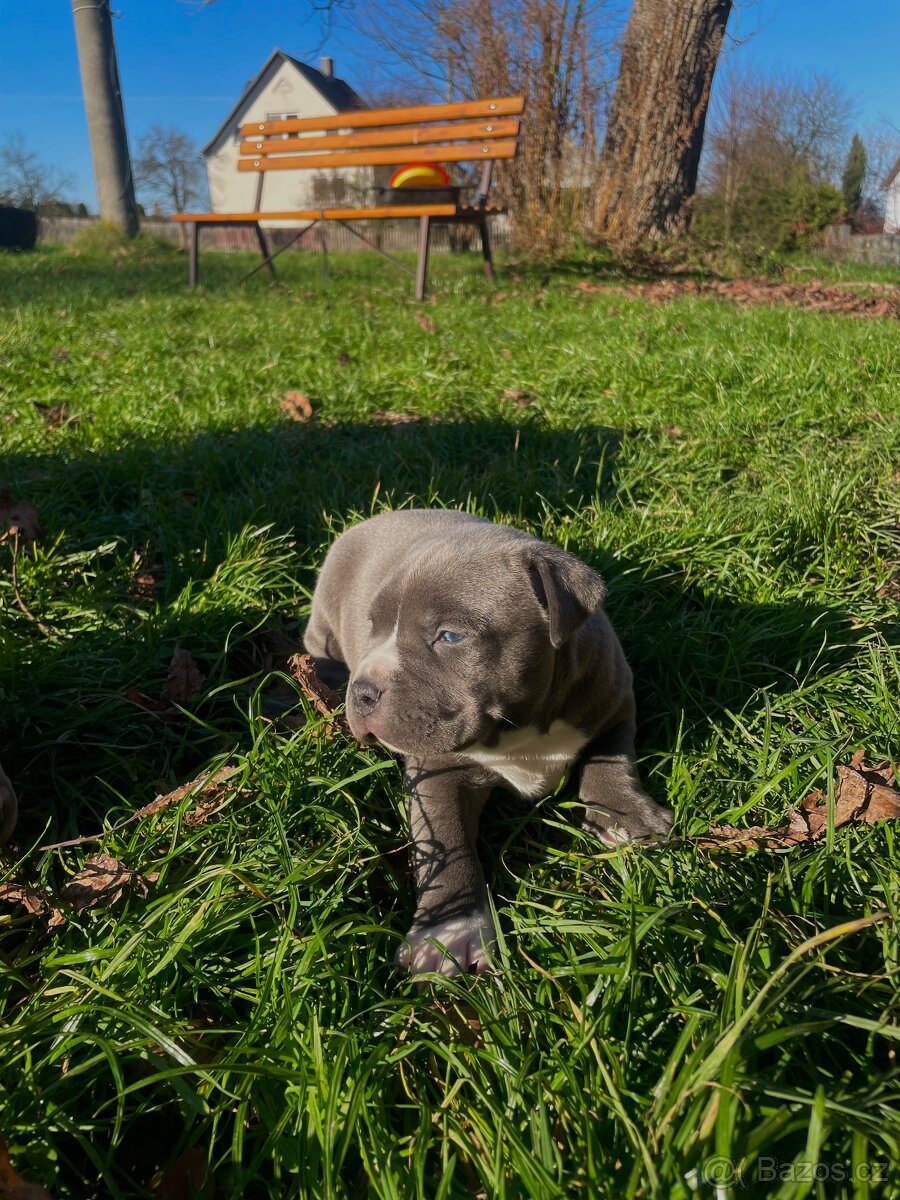 🐾 Americký stafordšírský teriér – modrá štěňátka Bibi a Oli - 6
