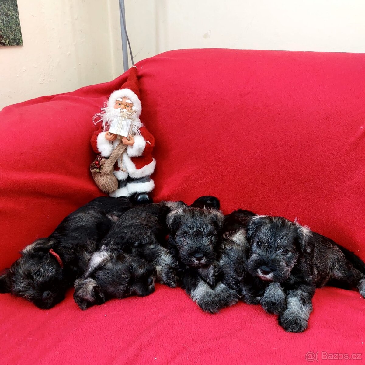 Knírač malý pepř a sůl - 6