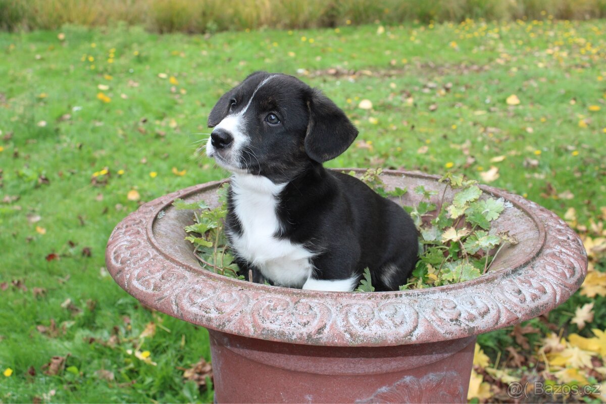 Welsh corgi cardigan s PP- posledni pejsek volný - 6