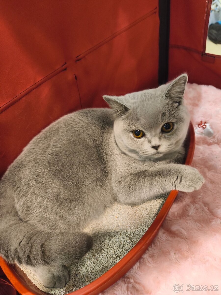 Britská modrá kočička - 6