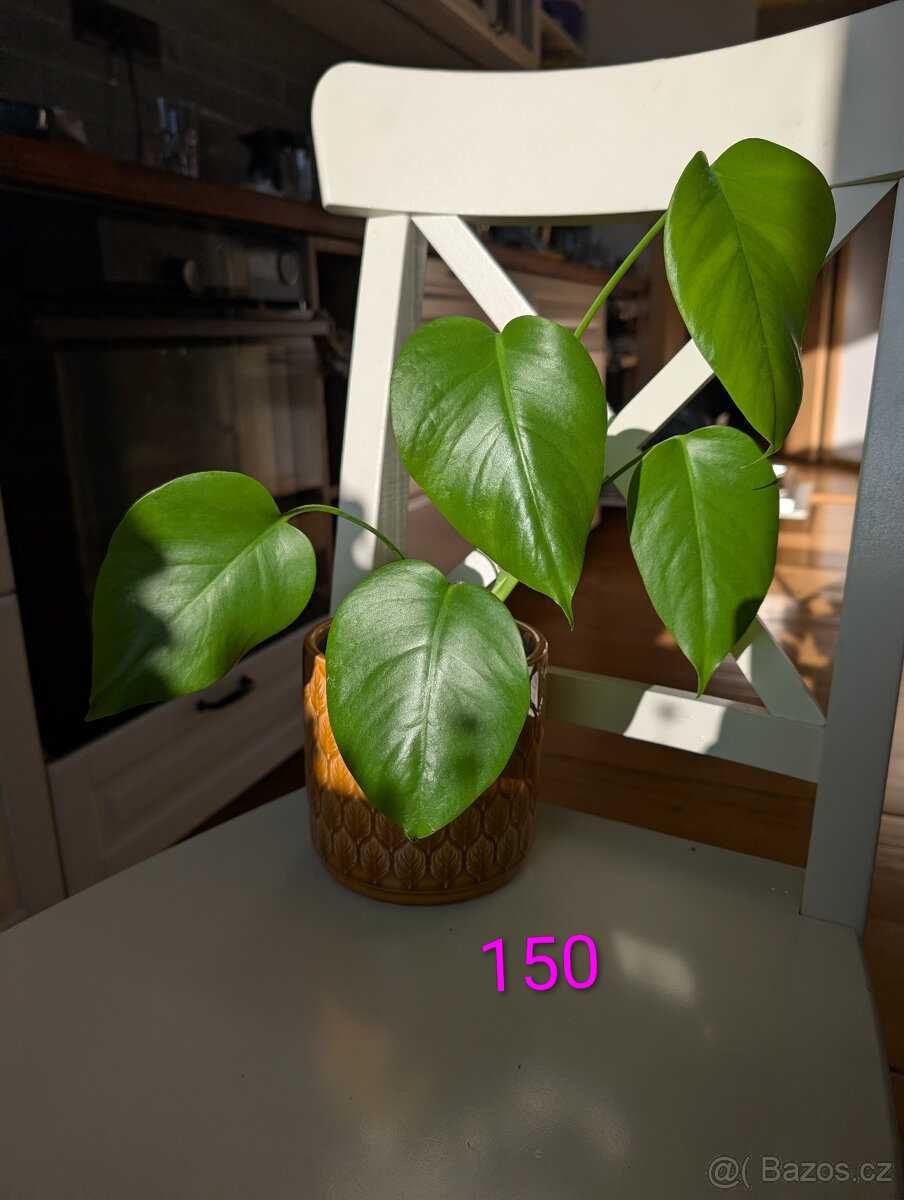 Pokojové rostliny - 6