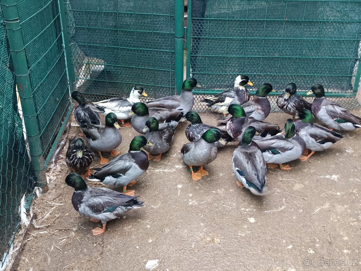 Zakrslé kachny - 6