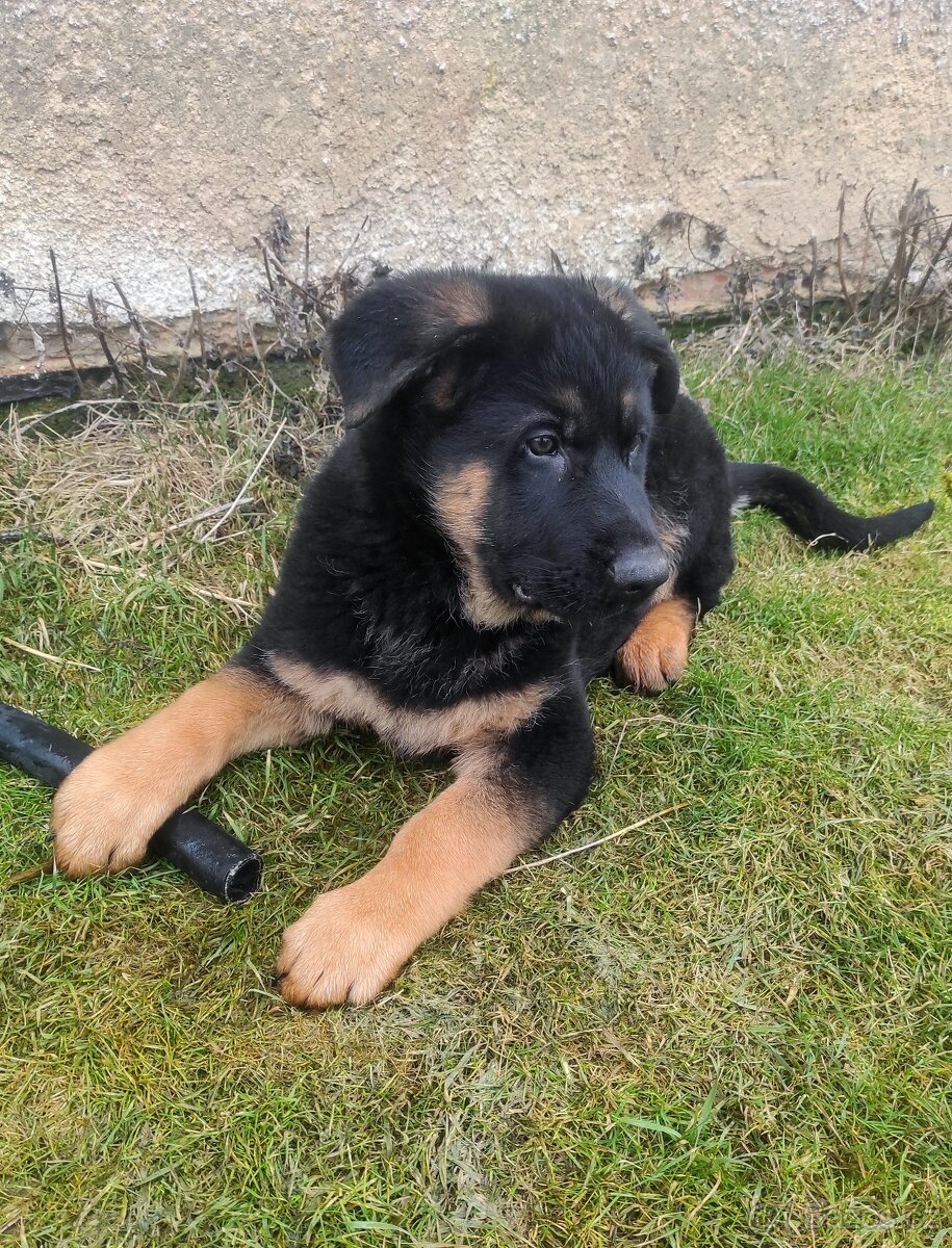 Německý ovčák - štěňata s PP - 6