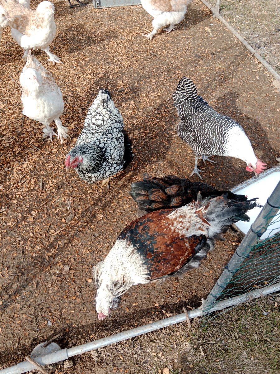 Nasadová vajíčka - 6