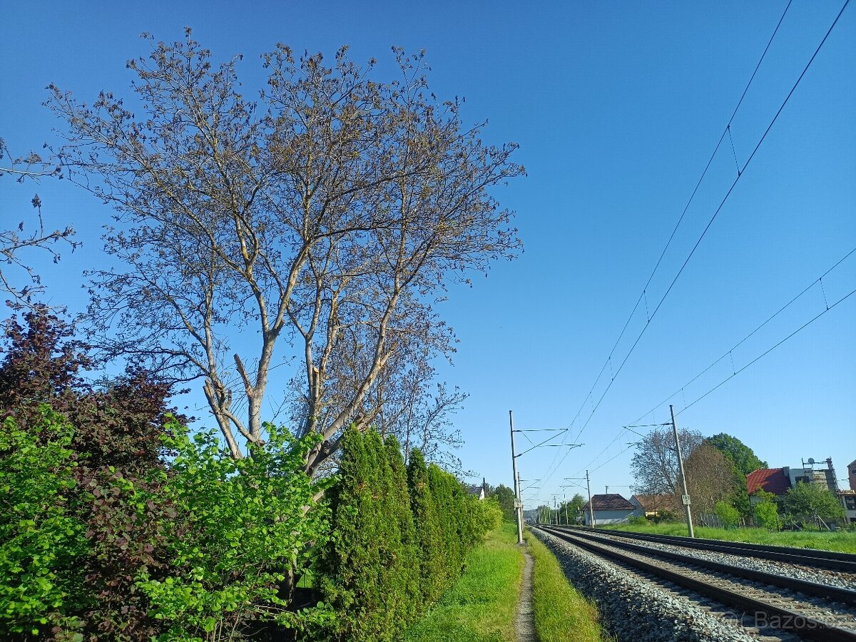 Rizikové kácení stromů - 6