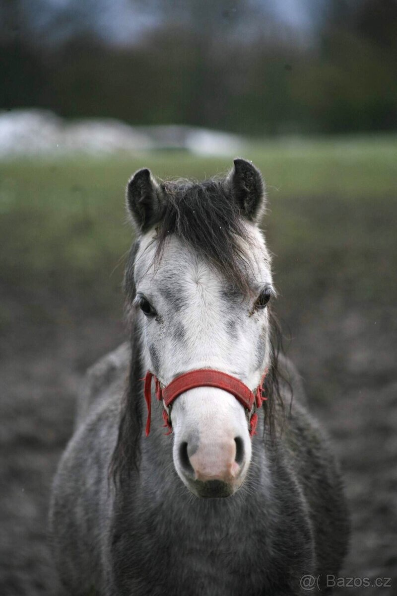 4letá pony klisna, prodej či bezplatný pronájem - 6