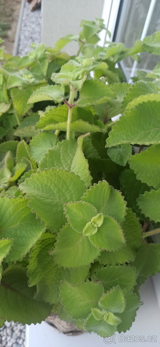 Silný rymovnikový sirup - 6