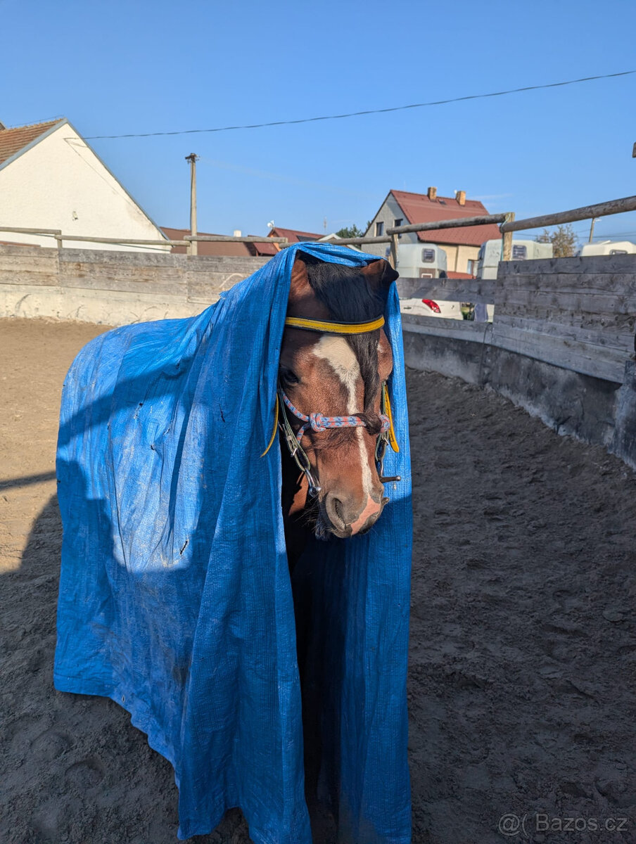 Valach welsh mountain pony, sekce A - 6