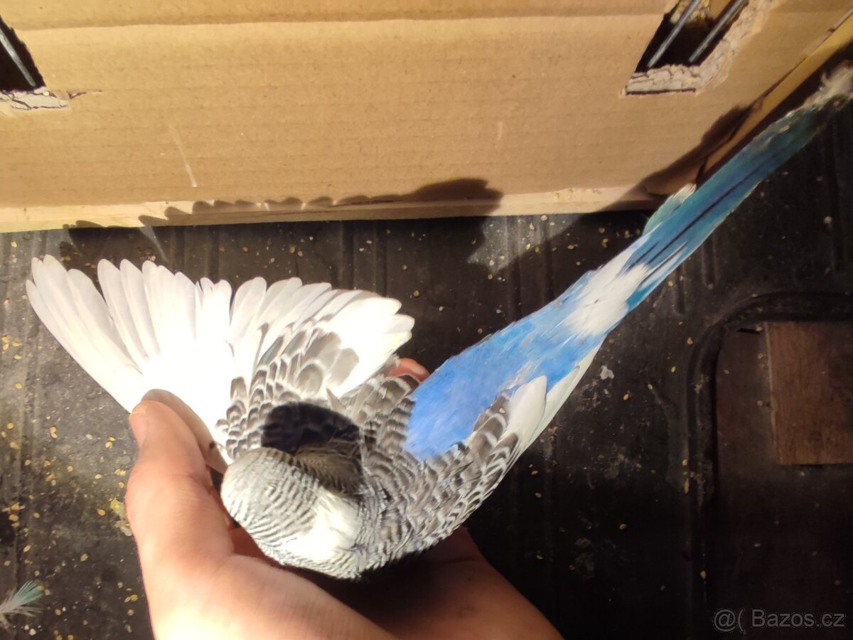 Mladé andulky - 6
