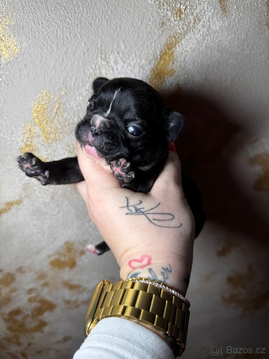 ✨Francouzský buldoček✨ - 6