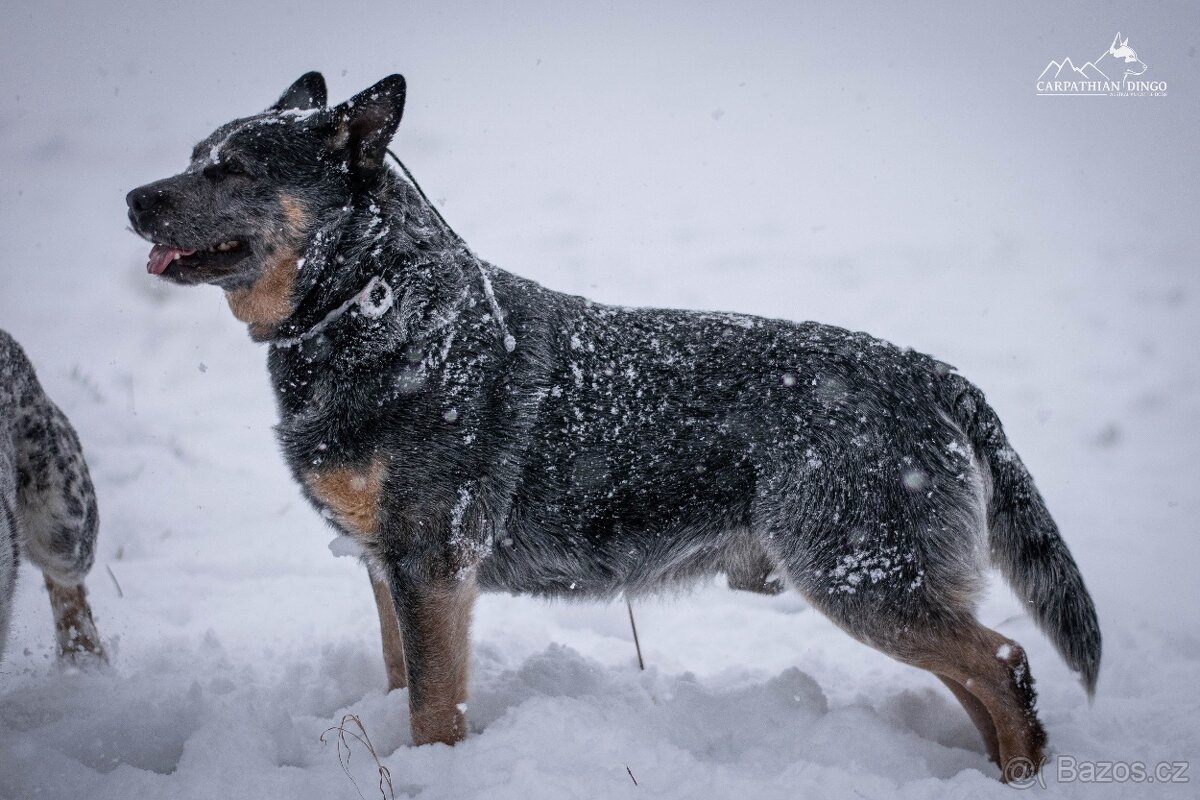 Australský honácký pes - s PP - 6