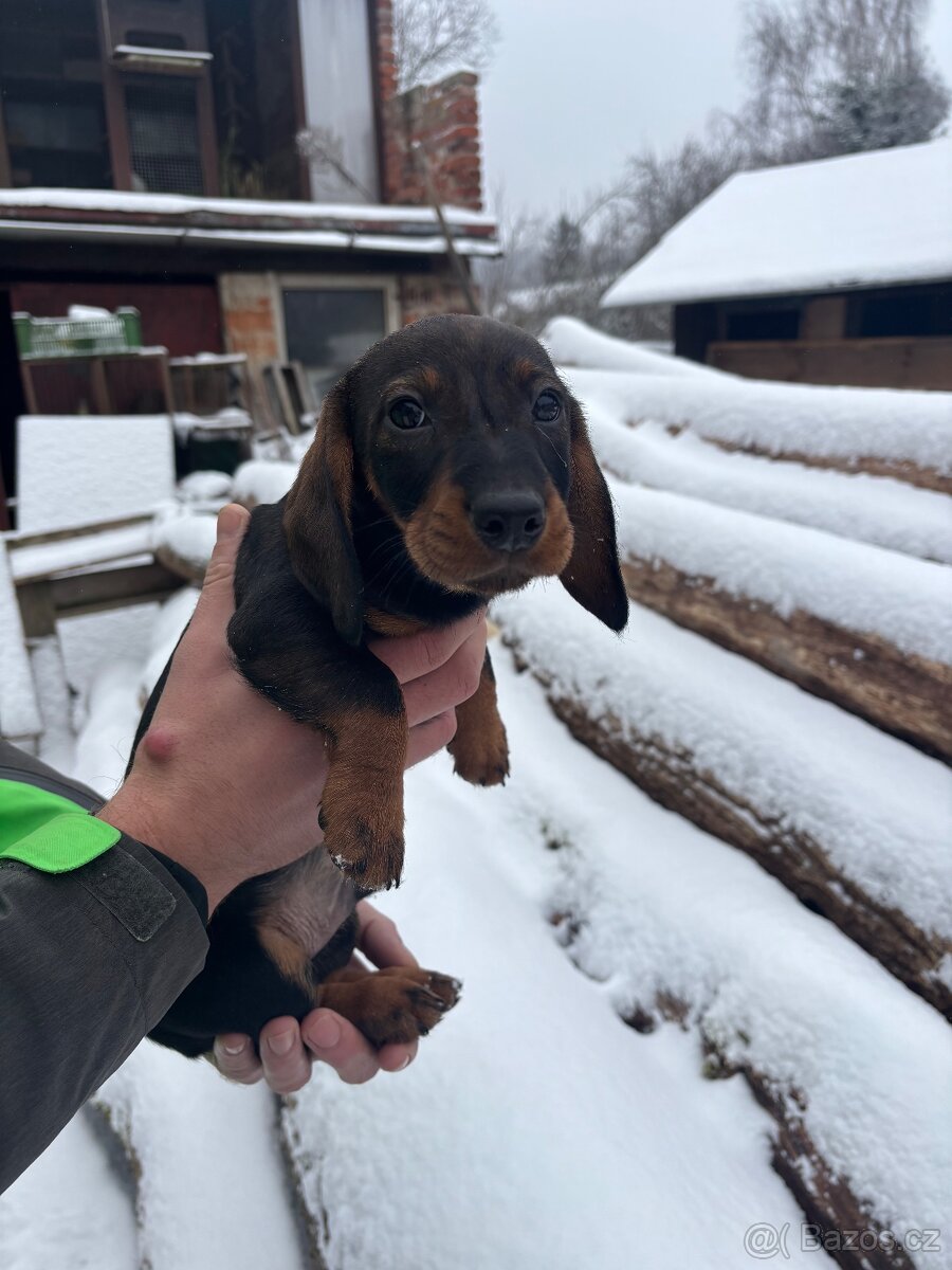 Štěně jezevčíka - 6