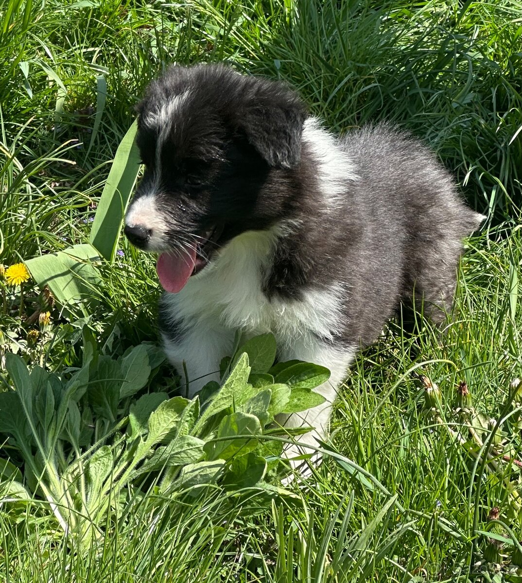 Border kolie - 6