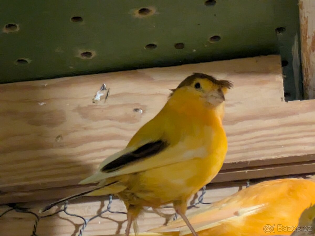 Prodám kanáry a zebřičky - 6