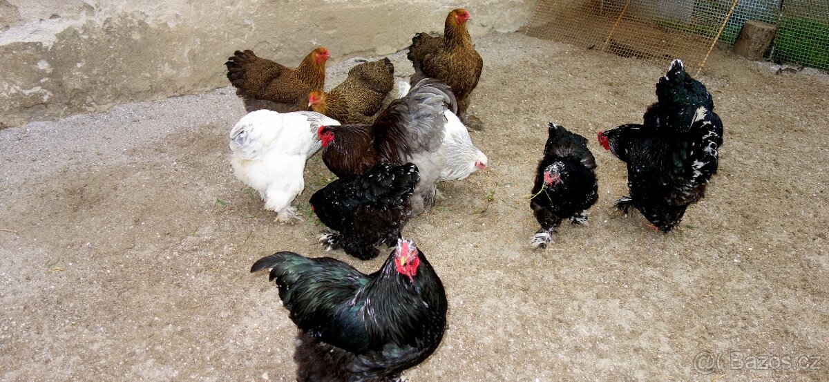 Bráhmanka velká - 6