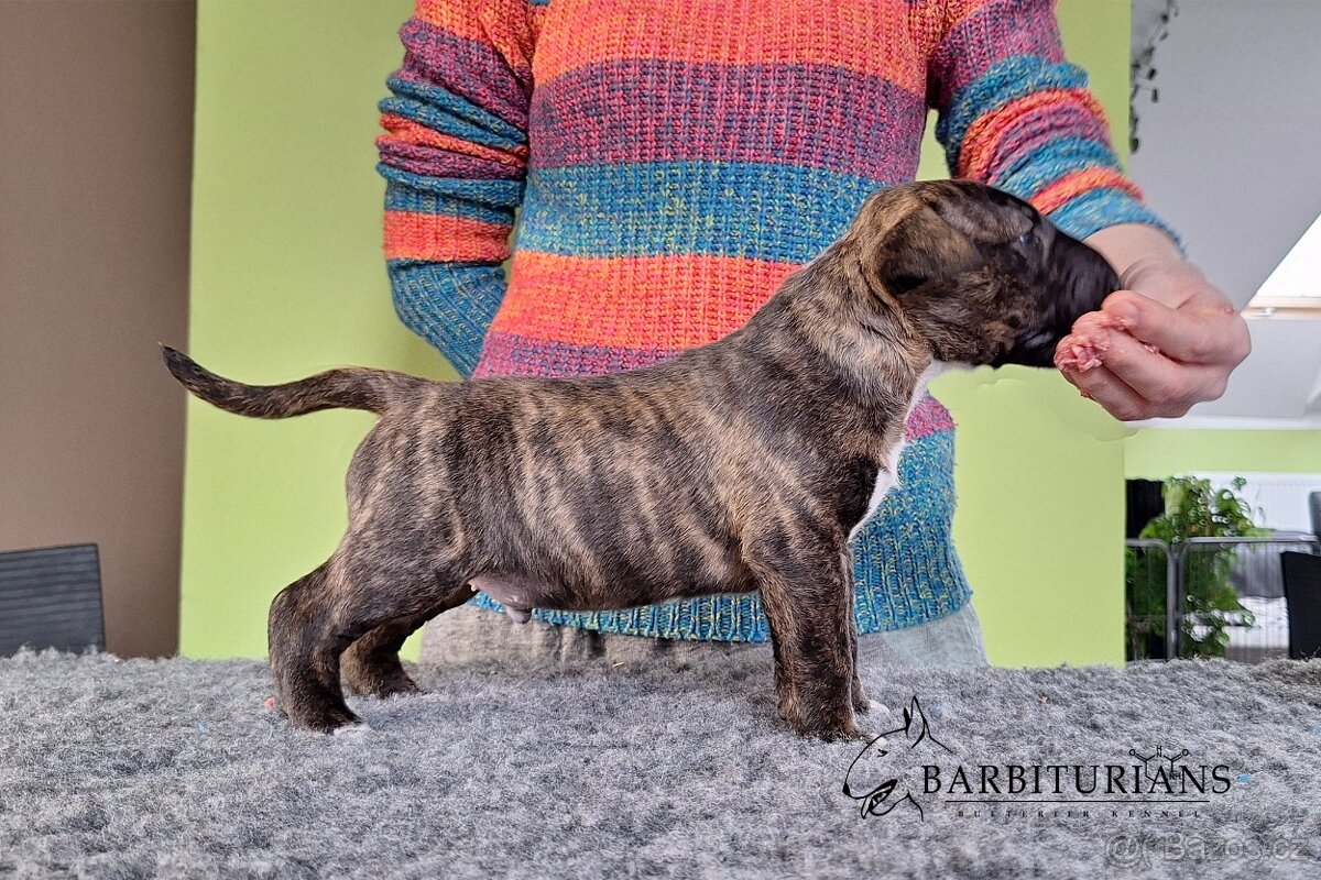 Anglický Bulteriér s PP / Bullterier, bullterrier - 6