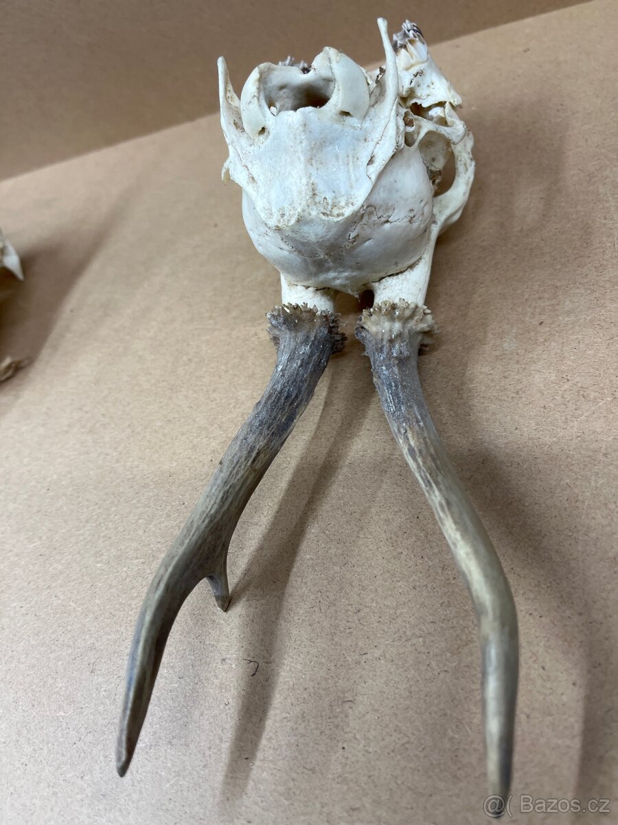 Srnčí parůžky / nůž BUCK -USA - 6