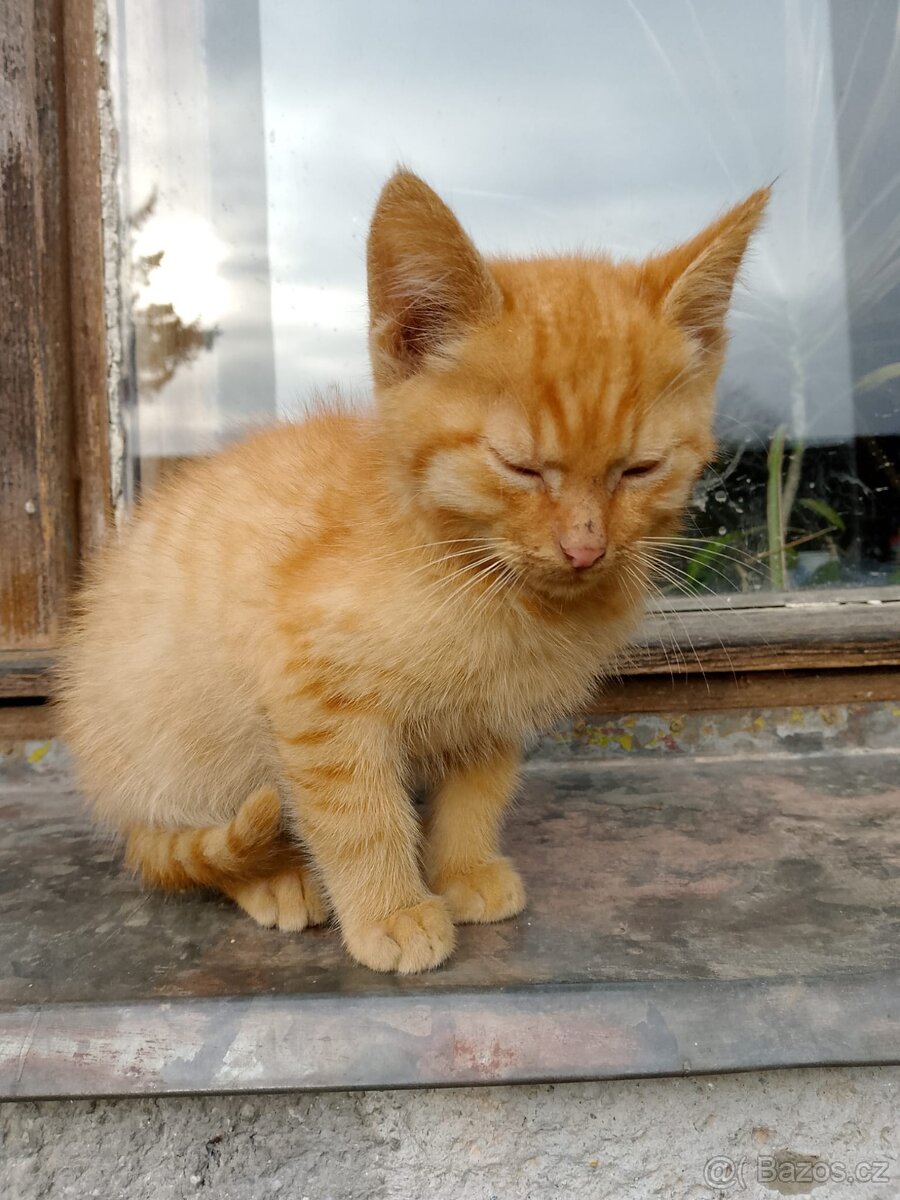 Darujeme koťě - 6