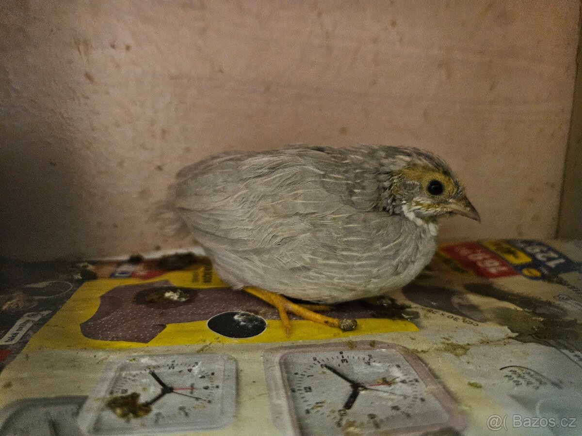 Křepelka čínská - 6