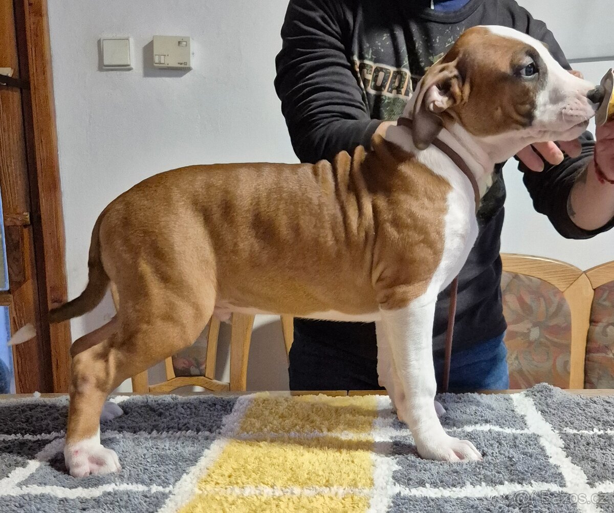 Americký stafordšírský teriér s PP - 6