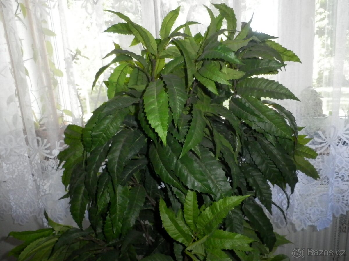 Umělý strom do bytu, hustý, velký-145 cm - 6