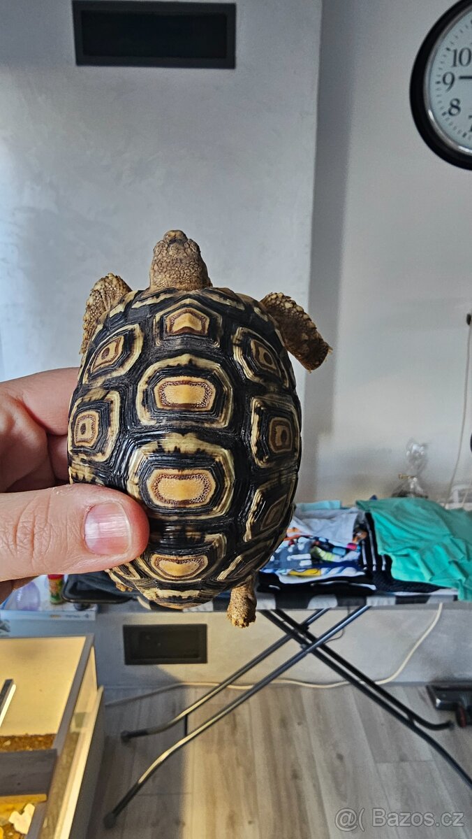 Suchozemské želvy - 6