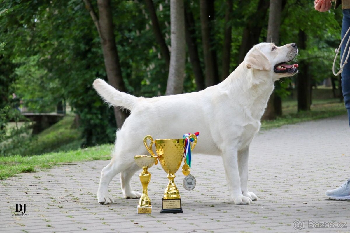 Labrador retriever s rodokmeňom pôvodu - 6