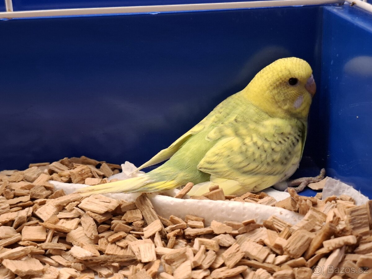 Andulky vlnkovane - 6