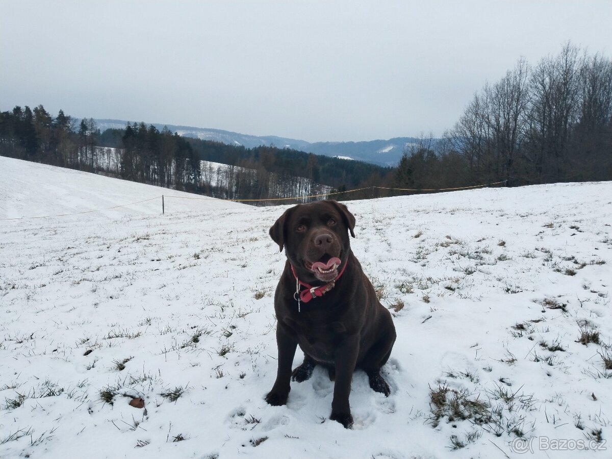 Labradorský retrívr s PP- krytí - 6